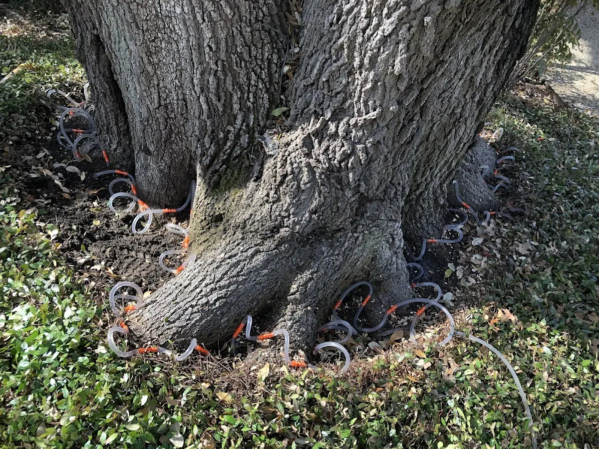 Detailed Tree Cabling and Bracing job site in Crescent