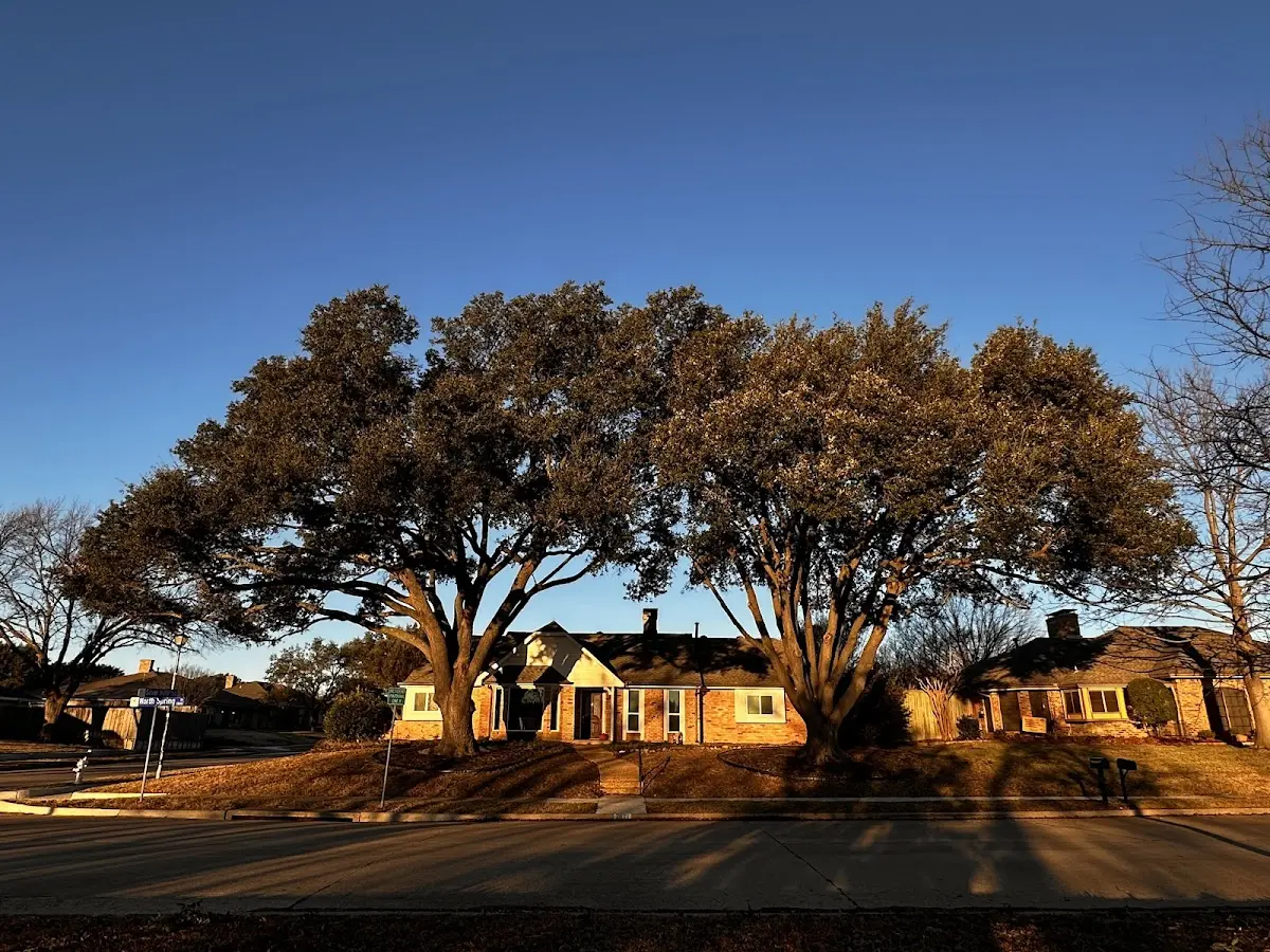 Established residential canopy tree shading a home in Crescent